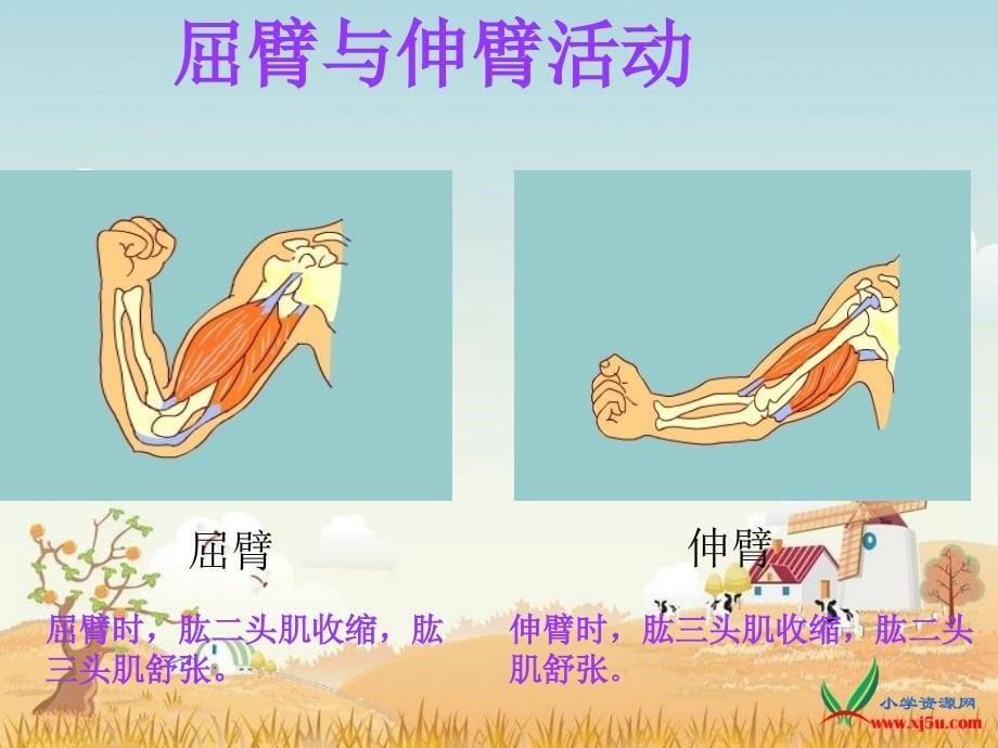 2016苏教版科学四下《肌肉》ppt课件1_第5页