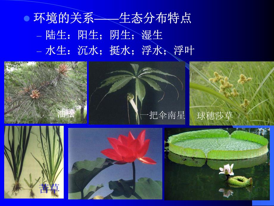 植物学野外调查的基本方法_第4页