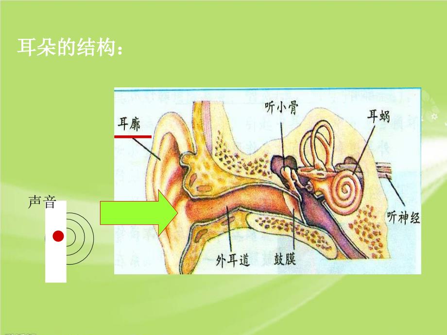 四年级上科学课件《3.+我们是怎样听到声音的》课件2苏教版（三起）_第4页