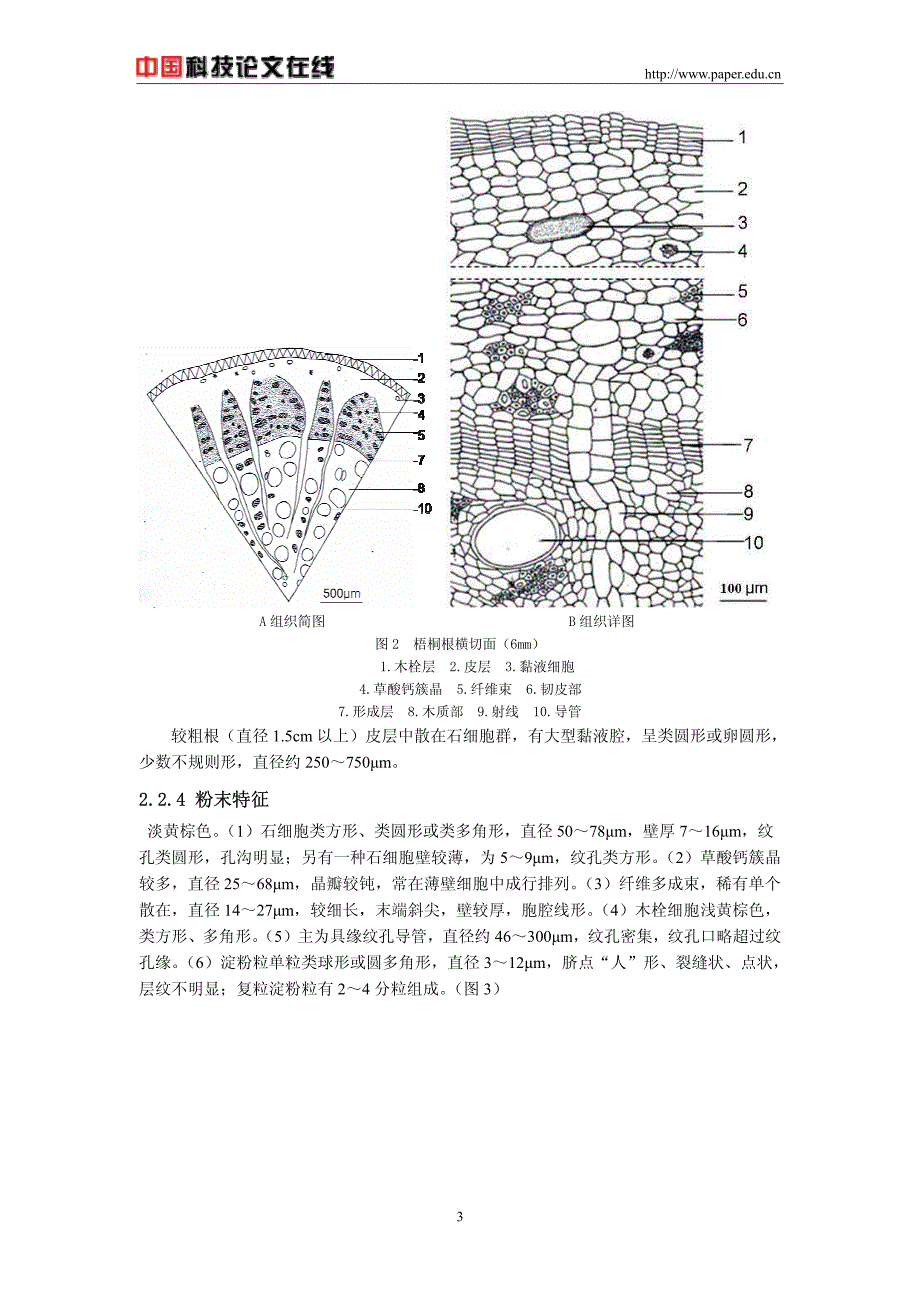 梧桐根形态组织学研究_第3页