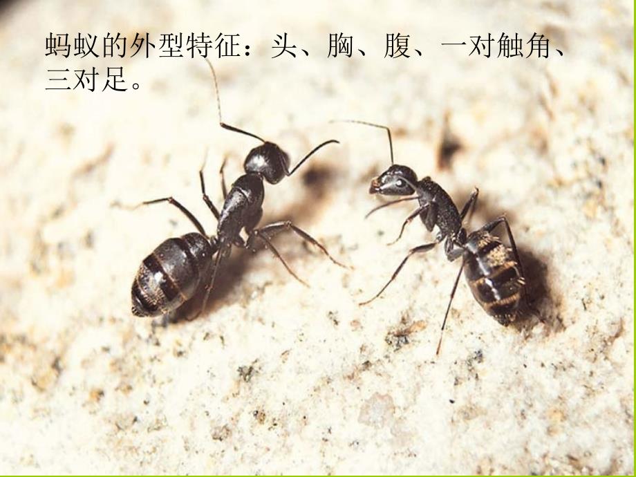 湘版小学美术一年级下册《蚂蚁搬家》课件_13_第2页