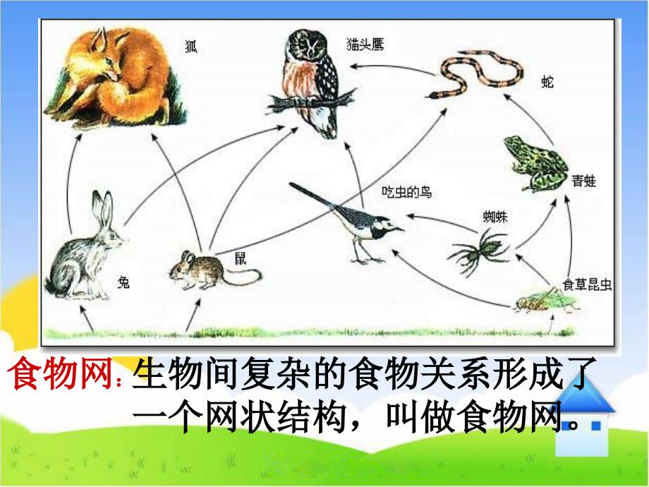 六年级下科学课件《有趣的食物链》课件2（一）苏教版（三起）_第4页