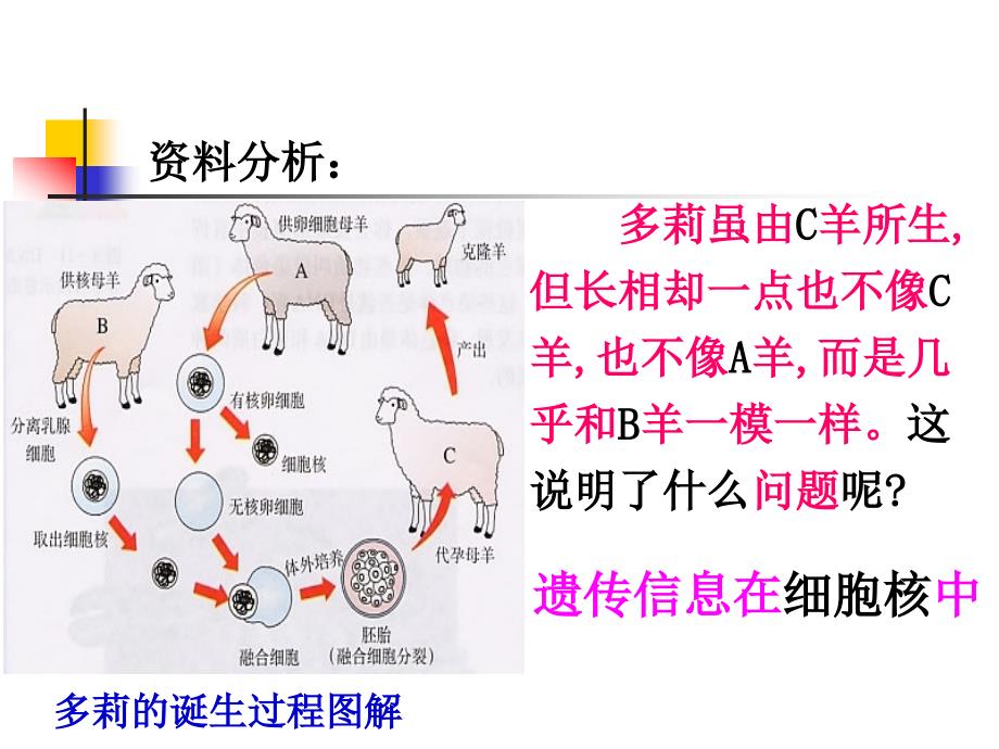 六年级下科学课件进化与遗传苏教版（三起）_第3页