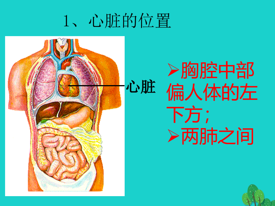 北京市大兴区第三中学七年级生物下册第五章第二节人体内的物质运输血液循环课件北京课改版_3_第2页