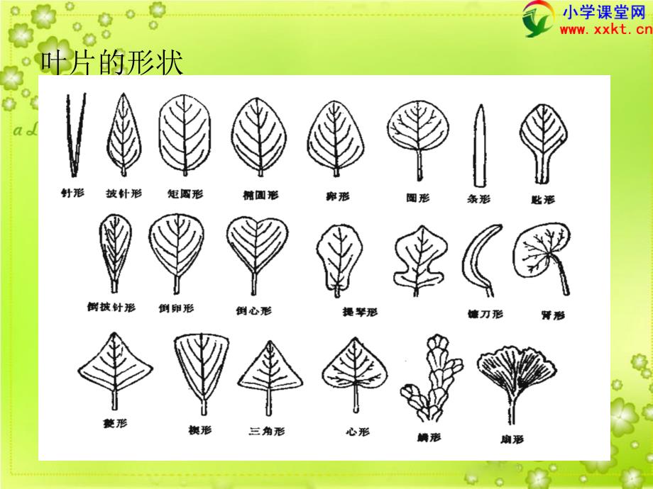 四年级科学上册《植物的叶》ppt课件之二（青岛版五年制）_第4页