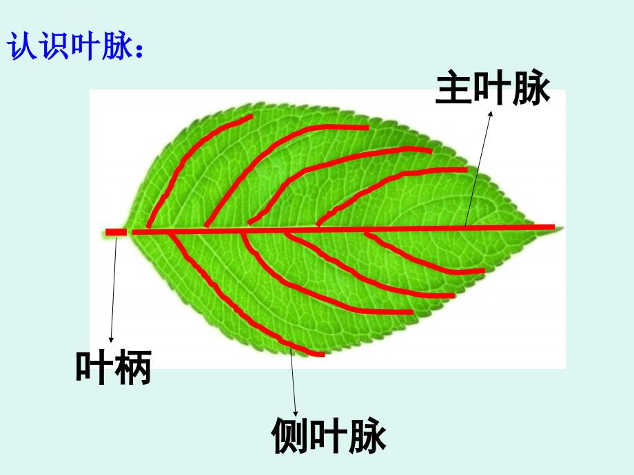 人教版小学二年级美术下册《叶子上的小血管》课件_65_第4页