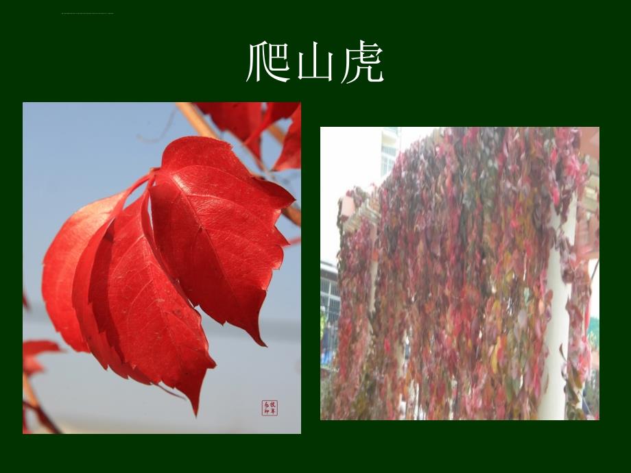 会变的花树叶课件小学美术苏少版二年级下册_16_第4页