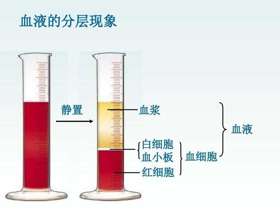 七年级生物下册第三章《人体内的物质运输》复习课件_第5页