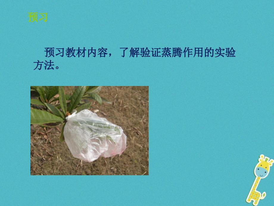 山东省惠民县七年级生物上册2.1.2《绿色植物的蒸腾作用》（第1课时）课件（新版）济南版_第2页