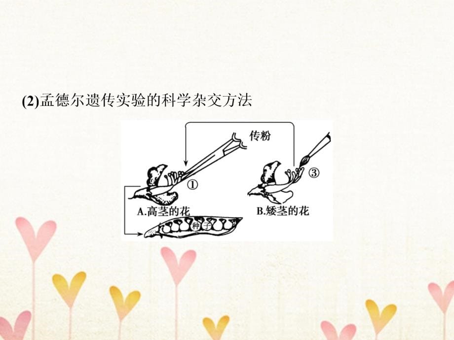 2019版高考生物一轮复习第一部分第六单元遗传基本规律与伴性遗传第17讲分离定律课件新人教版_第5页