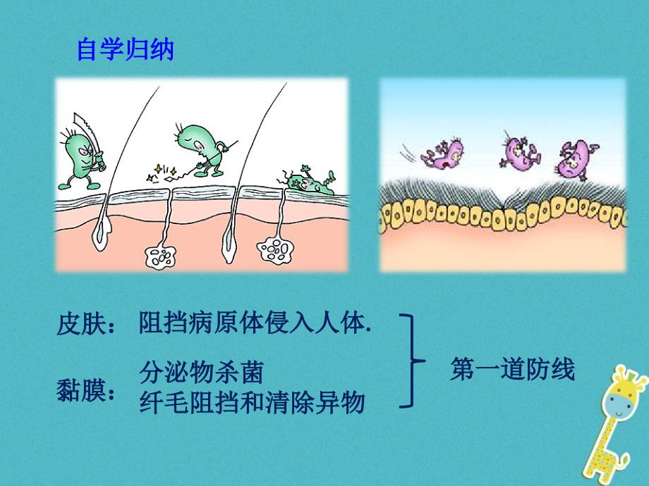 山东省惠民县七年级生物下册3.6.1《人体的免疫功能》课件（新版）济南版_第4页