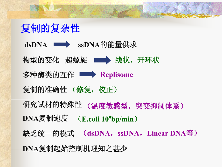 分子生物学04dnareplication_第4页