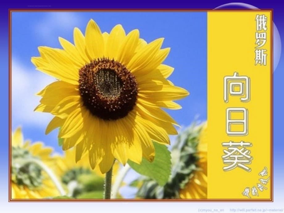 《花团锦簇课件》小学美术湘美课标版四年级下册课件_1_第5页