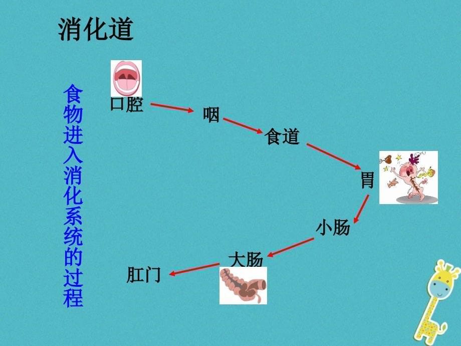 山东省惠民县七年级生物下册3.1.3消化系统的组成课件（新版）济南版_第5页