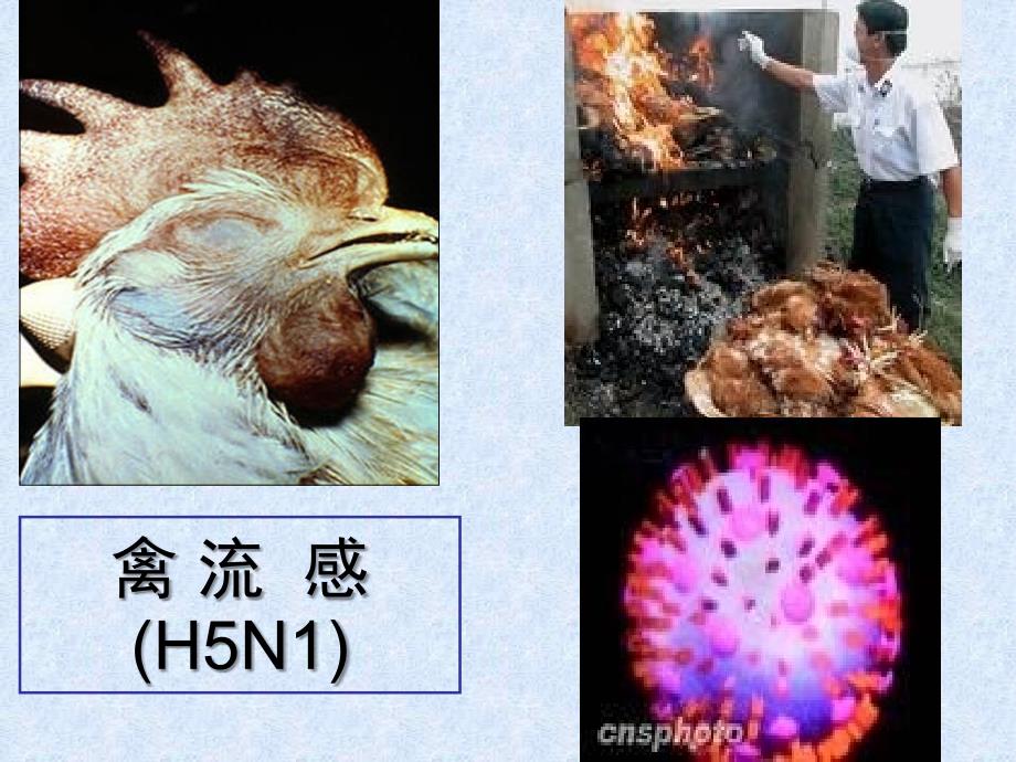 人教版八年级生物上册-第五章-病毒_第2页