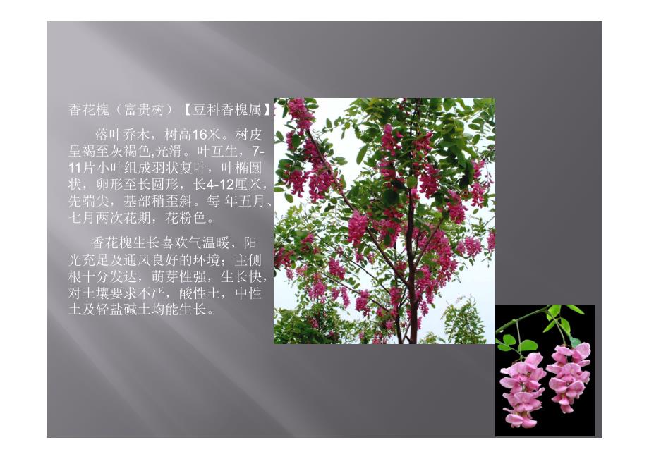 天津常用植物木本01_第4页