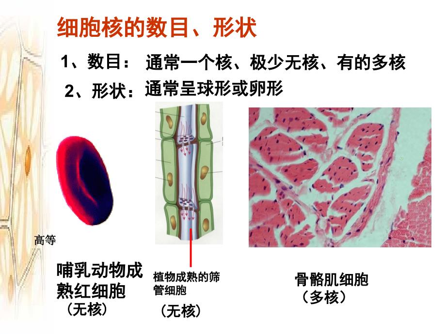 公开课—细胞核_第3页