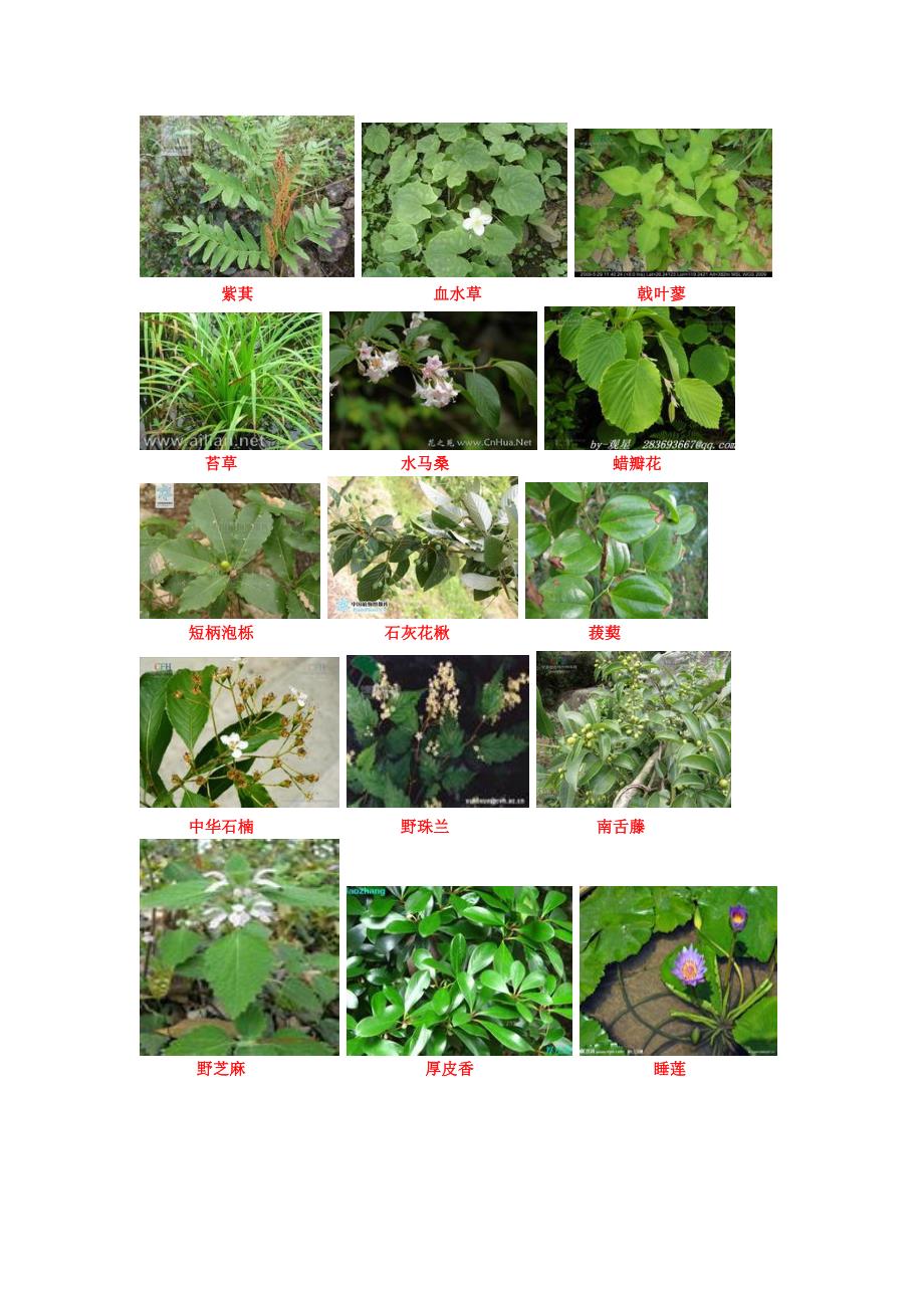 庐山实习植物_第4页