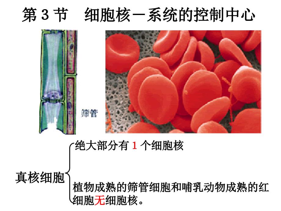 克隆羊多莉的产生的过程_第3页