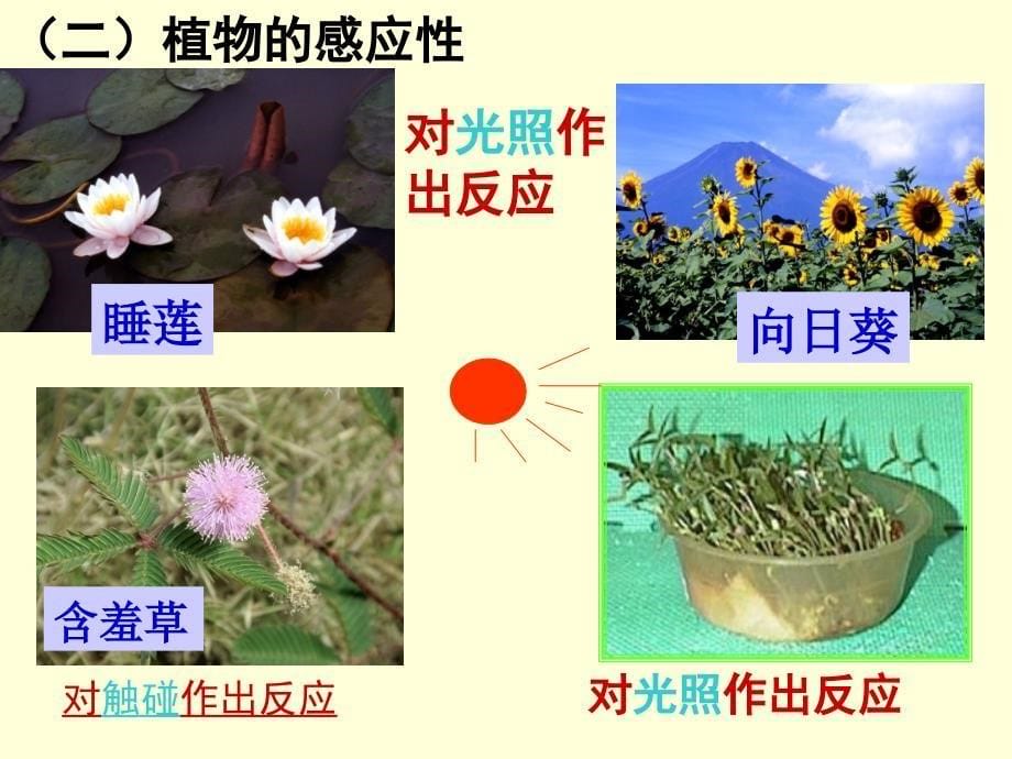 八年级生物复习用_第5页