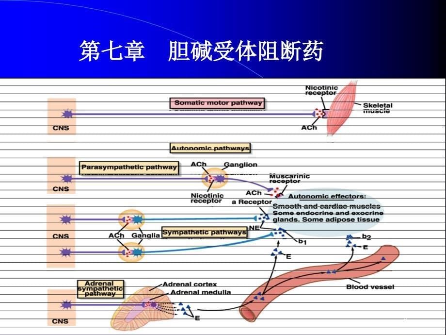 2010-5、6第七章：胆碱受体阻断药_第5页