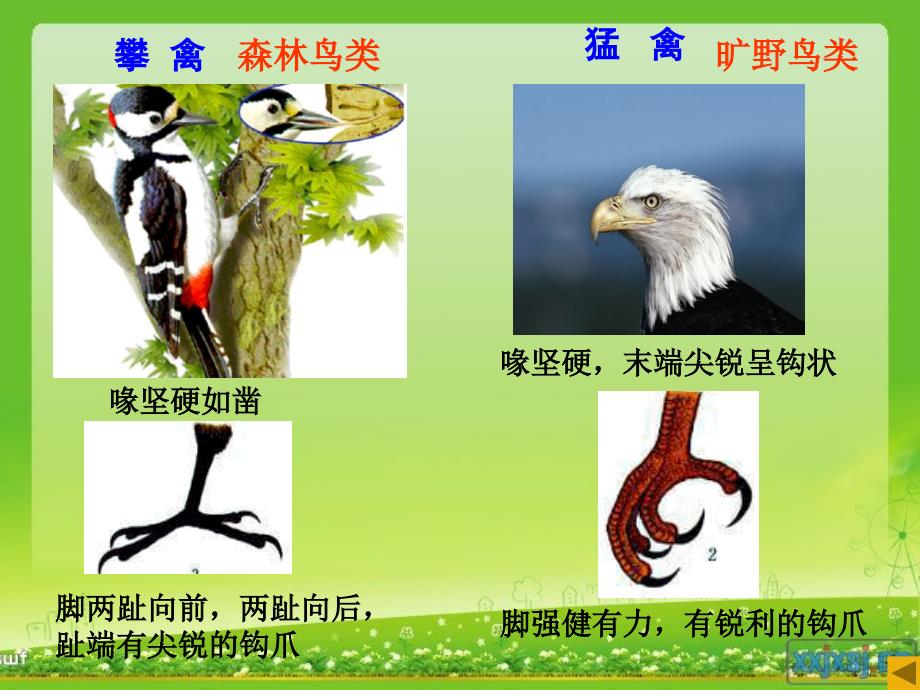 保护2保护生物多样性_第2页