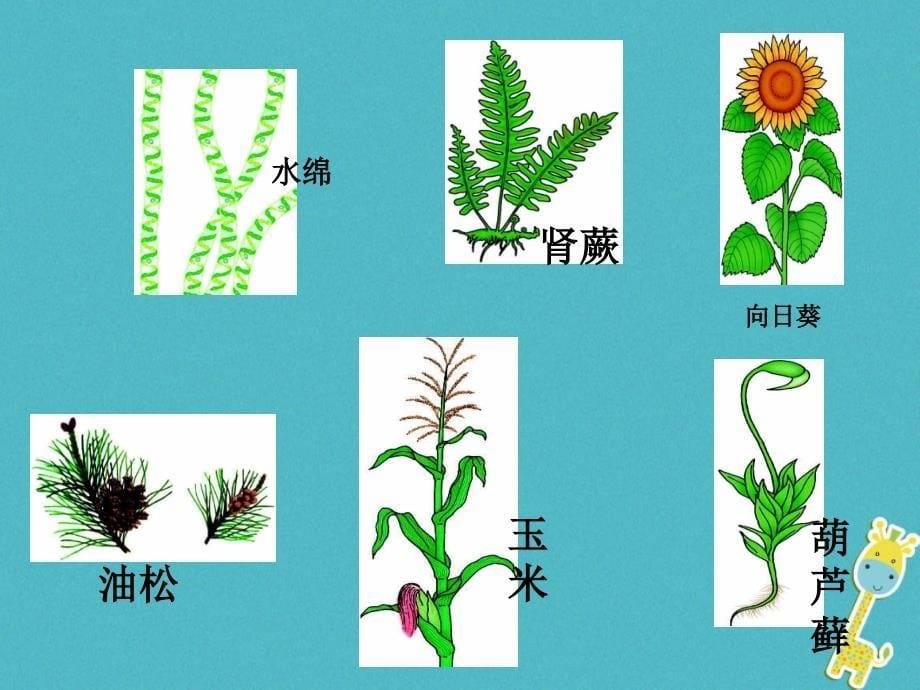 吉林省前郭尔罗斯蒙古族自治县八年级生物上册6.1.1尝试对生物进行分类课件（新版）新人教版_第5页