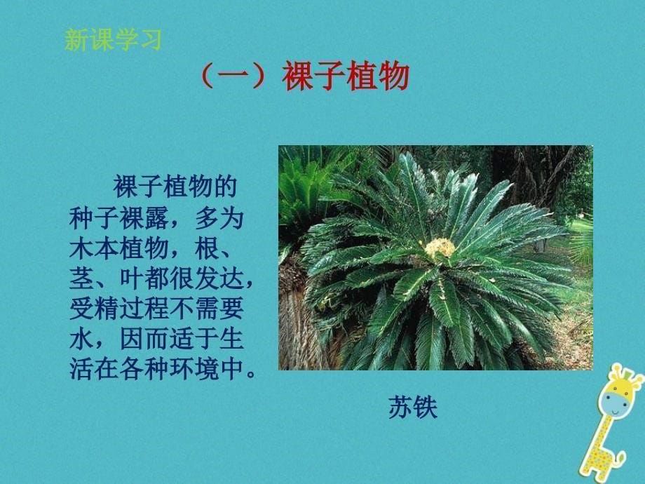 山东省惠民县七年级生物上册2.1.1《绿色植物的主要类群》（第2课时）课件（新版）济南版_第5页