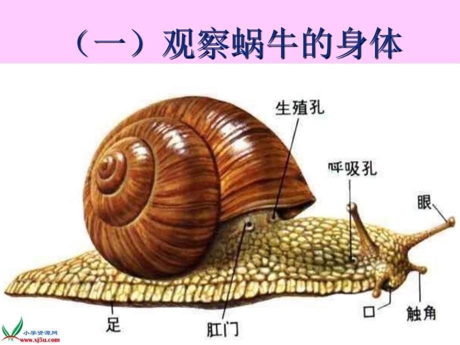 (教科版)三年级科学上册课件蜗牛(二)2_第5页