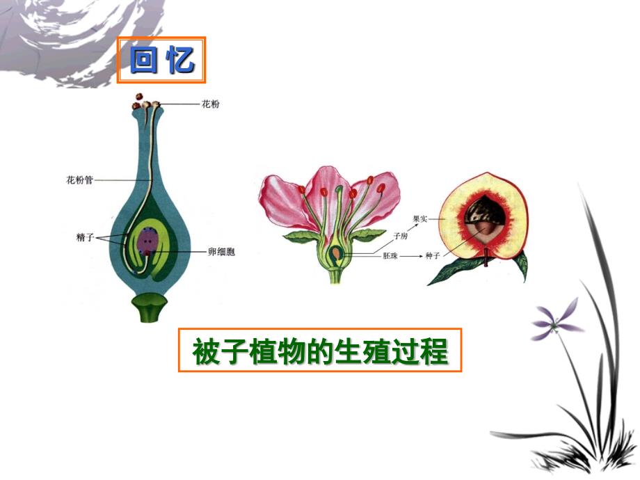 人的生殖(较正)_第2页