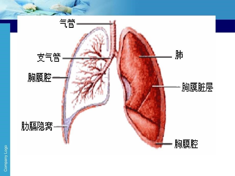 肺部疾病-外科学课件-1_第5页