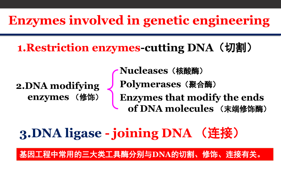 基因工程02基因工程的工具酶_第3页
