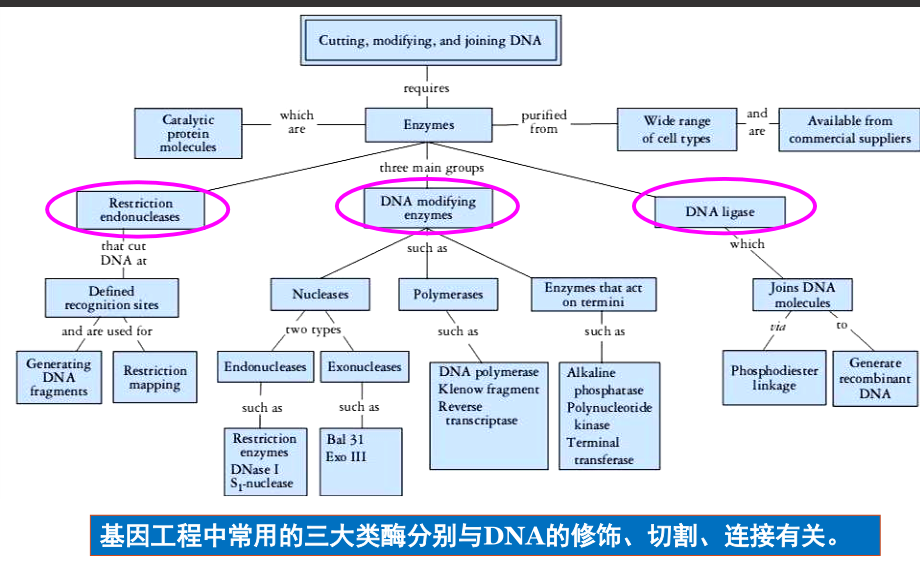 基因工程02基因工程的工具酶_第4页