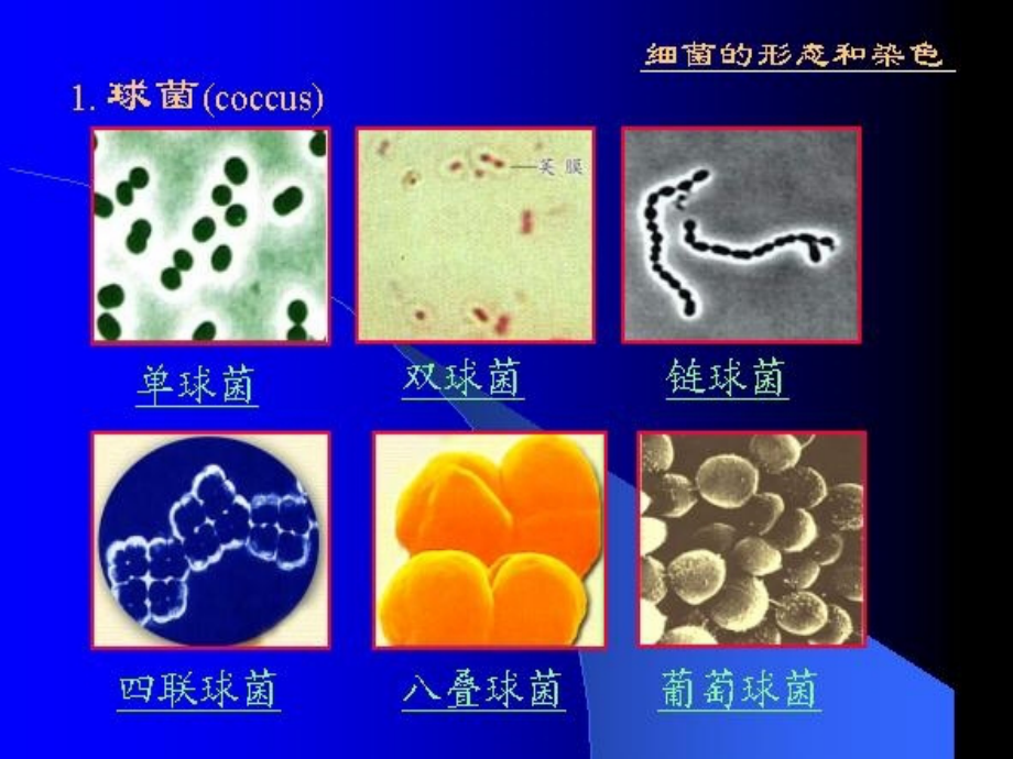 微生物学第一节细菌(bacteria)_第3页