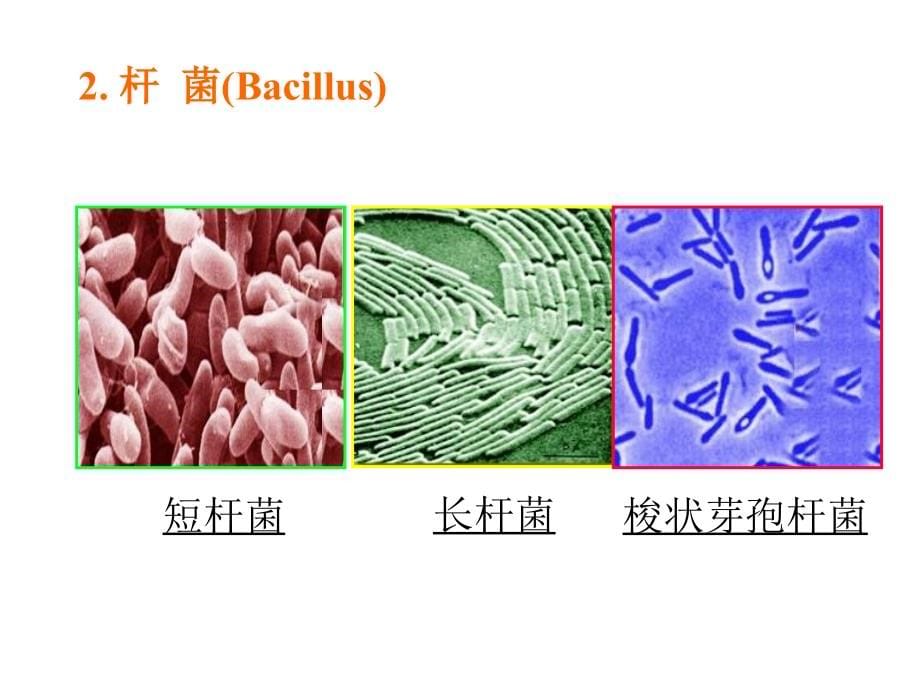 微生物学第一节细菌(bacteria)_第5页