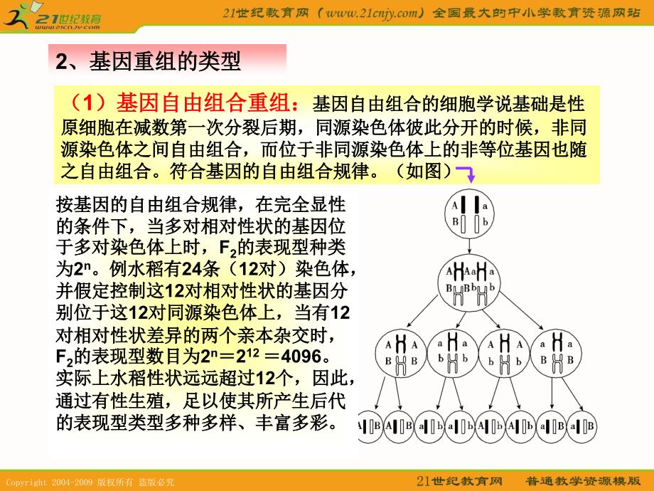 2011高考生物一轮复习：基因重组及其意义(新人教必修2)_第4页