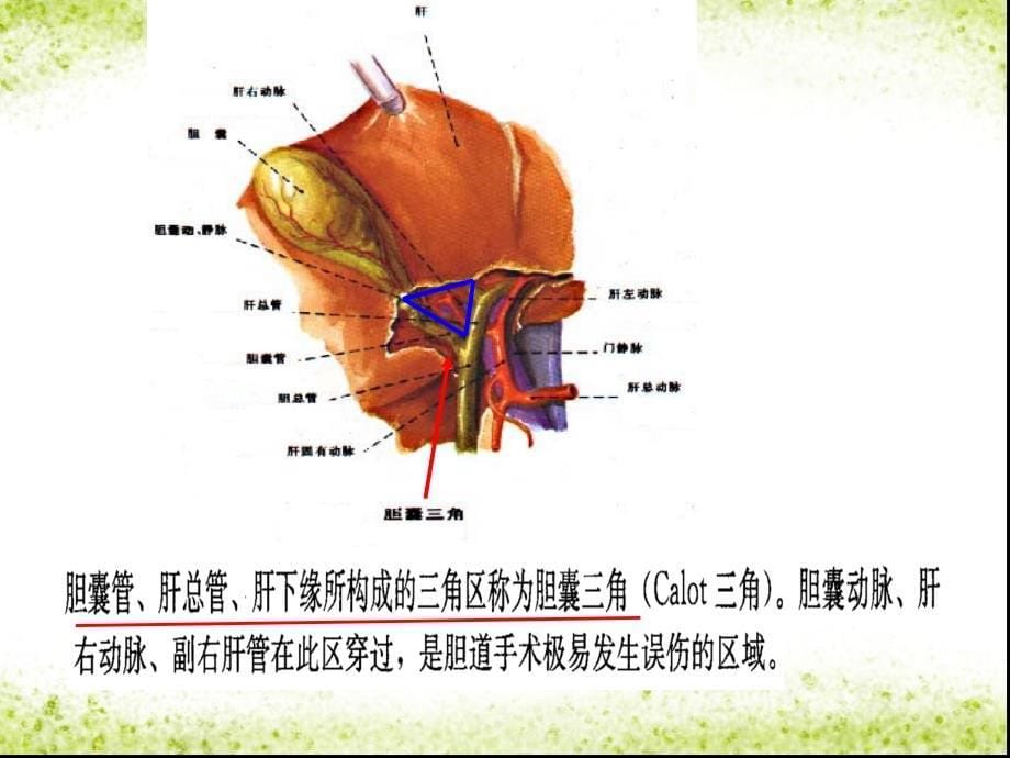 胆道疾病病人护理_第5页