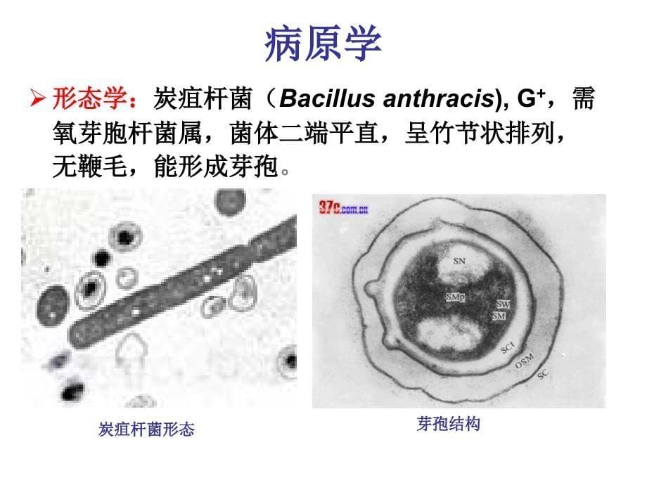 炭疽防治技术规范经典_第5页