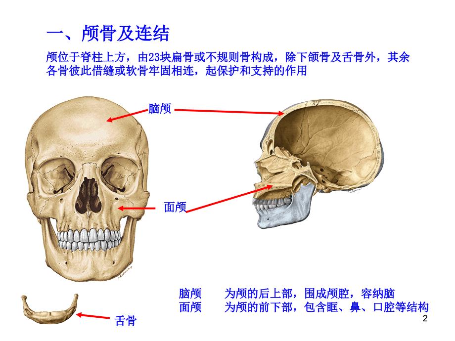 第四次课-颅骨及其连接经典_第2页