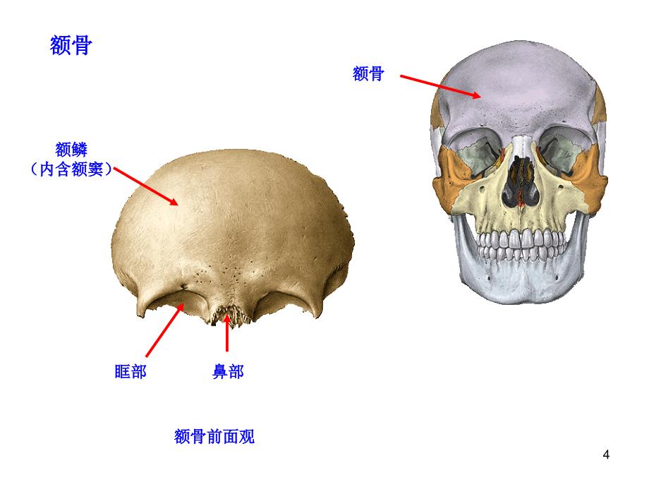 第四次课-颅骨及其连接经典_第4页