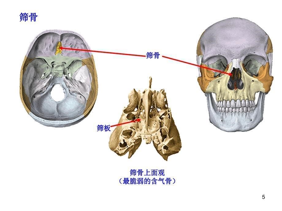 第四次课-颅骨及其连接经典_第5页