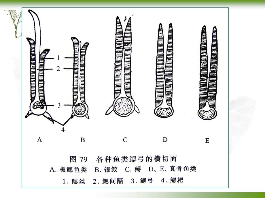 第六章——_呼吸系统_第5页