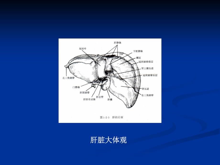 临床肝切除的主要并发症及防治同济医院肝脏外科中心_第5页