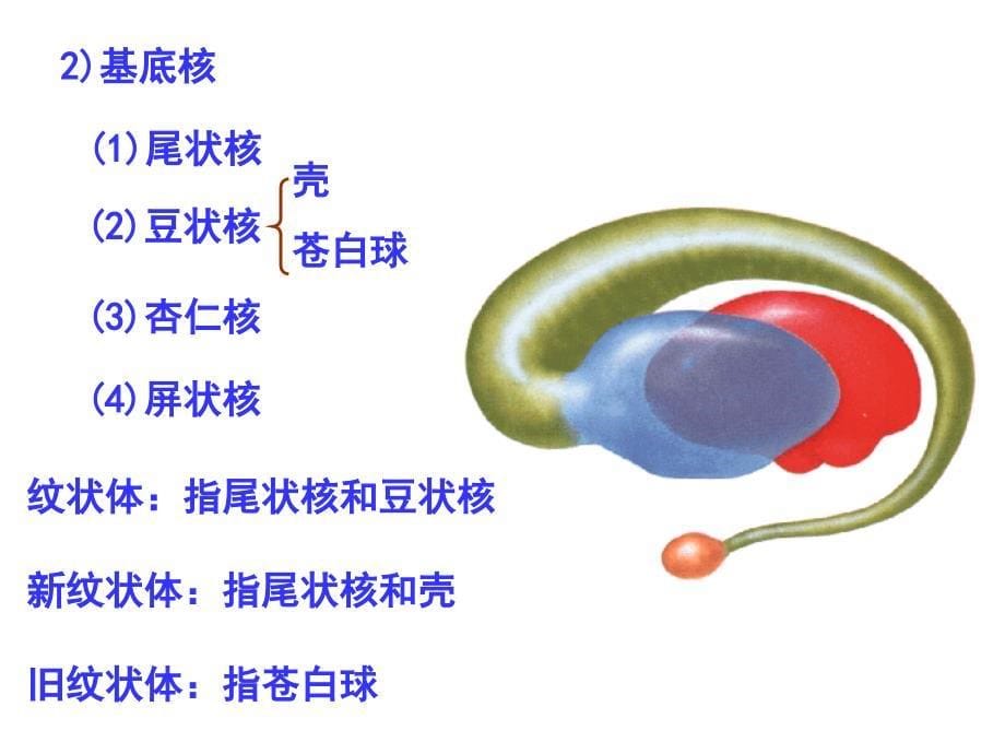 端脑、被膜、血管和脑脊液课程教案_第5页