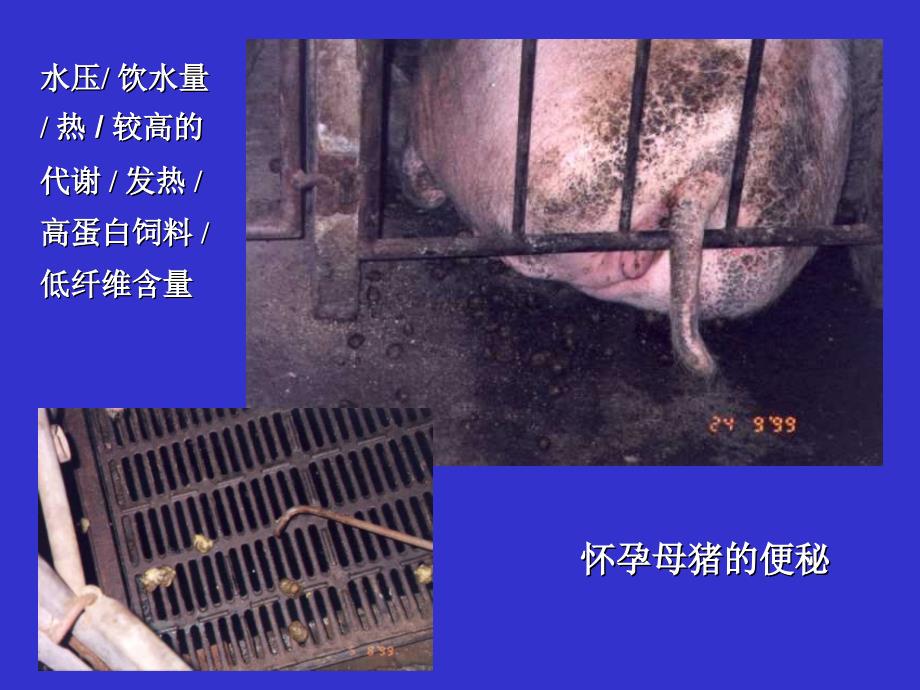 夏季高温对母猪繁殖性能的影响康地万达（天津）有限公司山东分公司_第2页