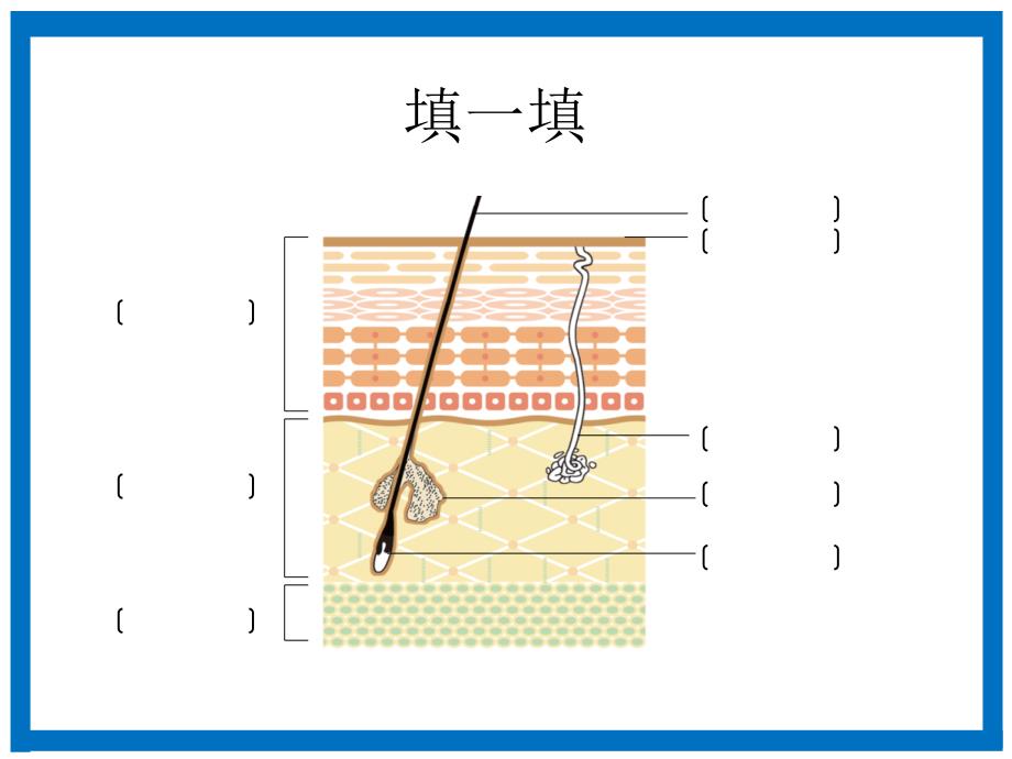 皮肤基础知识——美容院教案_第2页