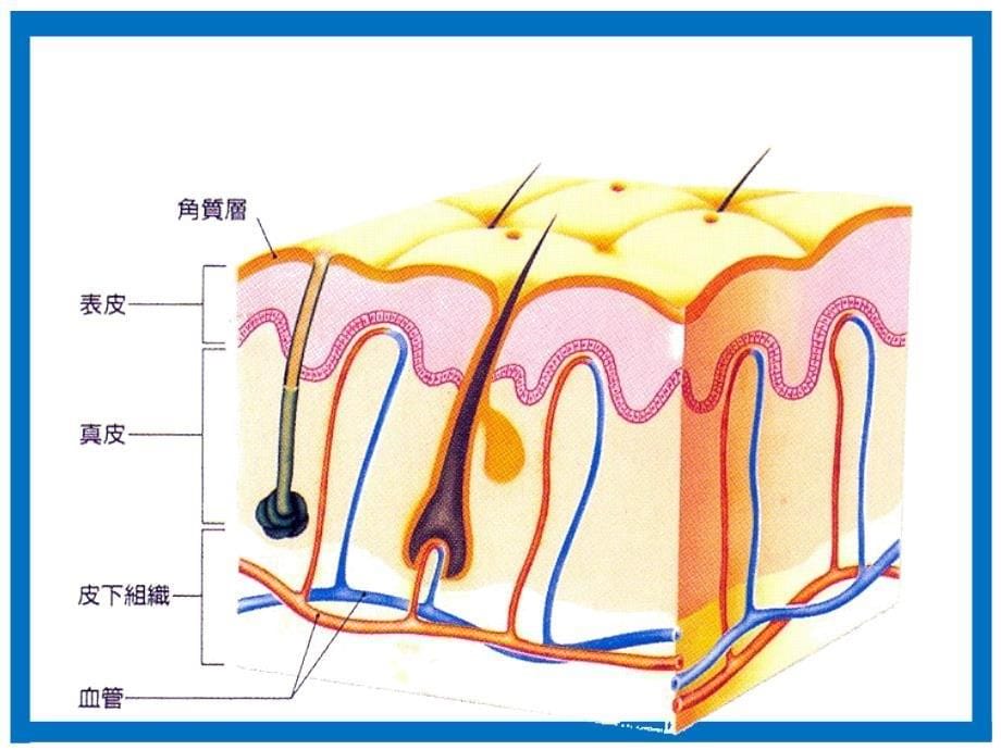 皮肤基础知识——美容院教案_第5页