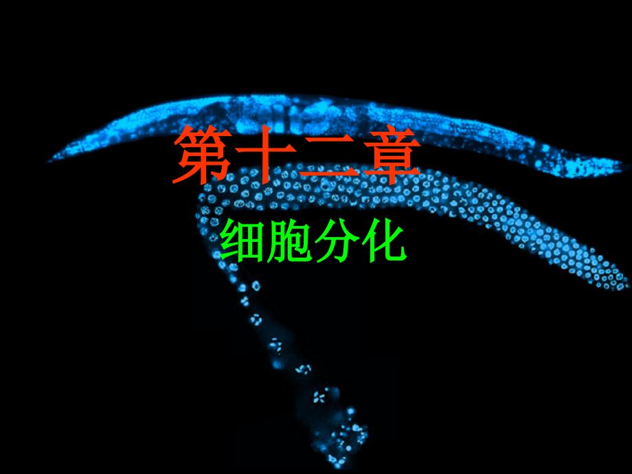 细胞生物学-细胞分化_第1页