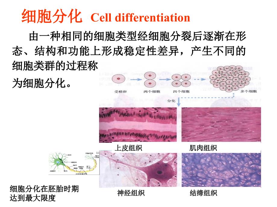 细胞生物学-细胞分化_第3页