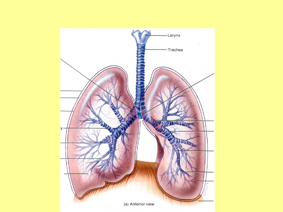 呼吸疾病课件_第4页